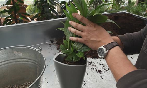 Einblatt - Einpflanzen in ein Gefäß
