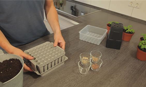 Tomaten - Aussäen von Samen