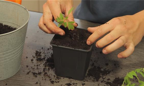 Tomaten - Umtopfen der Anzucht