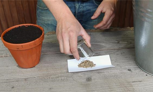 Fenchel - Aussäen von Samen