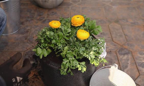 Ranunkeln - Einpflanzen in ein Gefäß