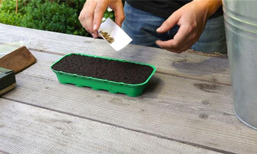 Ringelblumen - Aussäen von Samen