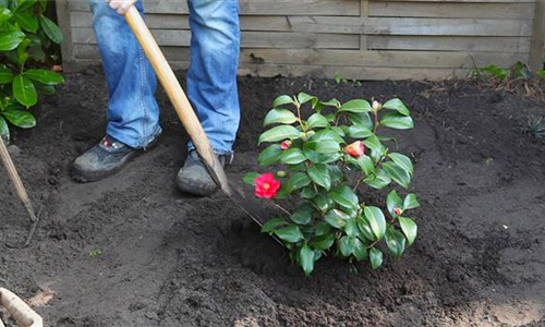 Kamelie - Einpflanzen im Garten