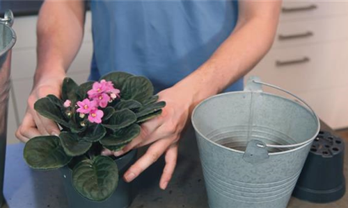 Usambaraveilchen - Einpflanzen in ein Gefäß