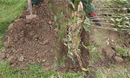 Ligusterhecke - Einpflanzen im Garten