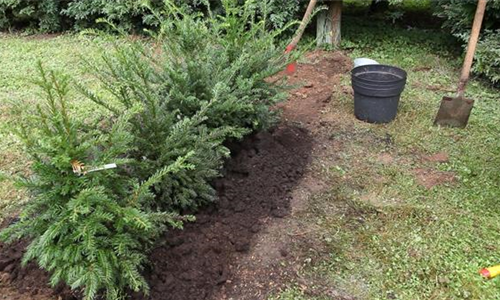 Hecke - Einpflanzen im Garten