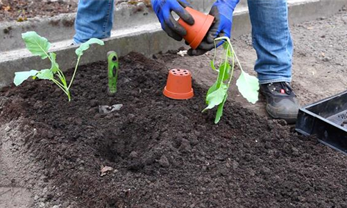 Kohlrabi - Einpflanzen im Gemüsebeet