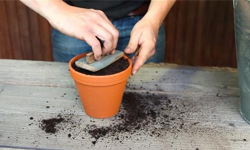 Pfefferminze - Aussäen von Samen