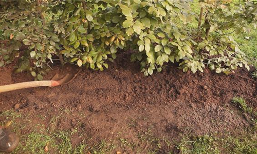 Rotbuchenhecke - Einpflanzen im Garten