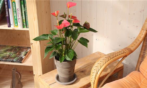 Flamingoblume - Einpflanzen in ein Gefäß