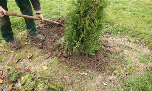 Lebensbaum - Einpflanzen im Garten