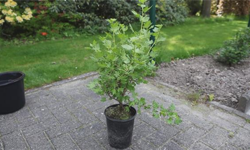 Stachelbeere - Einpflanzen im Garten