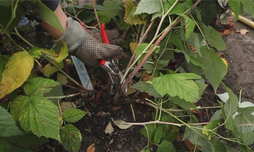 Himbeeren - Zurückschneiden im Herbst
