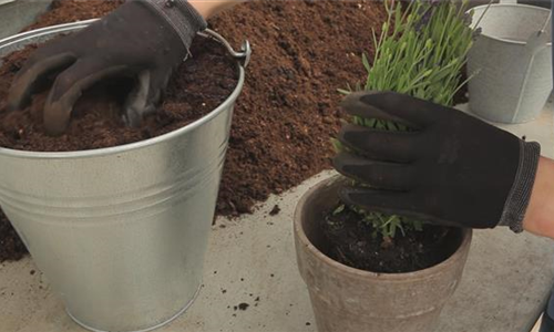 Lavendel - Einpflanzen in ein Gefäß