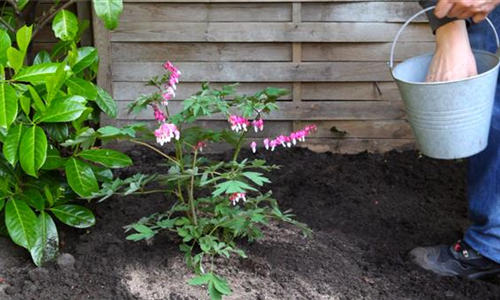 Tränendes Herz - Einpflanzen im Garten