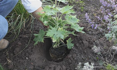 Rittersporn - Einpflanzen im Garten