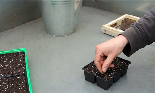 Zwergastern - Aussäen von Samen