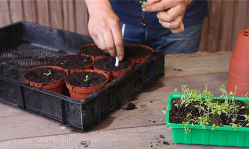 Zwergastern - Pikieren
