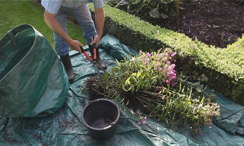 Phlox - Teilen und Vermehren