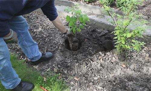 Himbeeren - Einpflanzen im Garten
