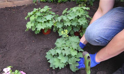 Frauenmantel - Einpflanzen im Garten