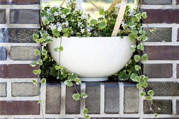 Kübelpflanzen einräumen