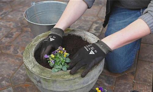 Hornveilchen - Einpflanzen in ein Gefäß