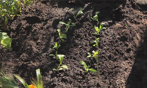 Ringelblumen - Aussaat und Anzucht