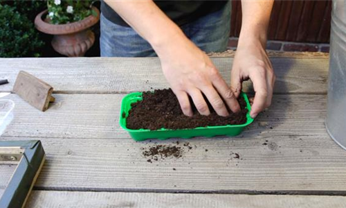 Mehliger Salbei - Aussäen von Samen