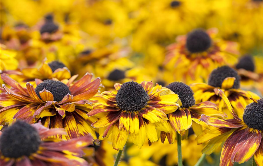 Rudbeckia fulgida