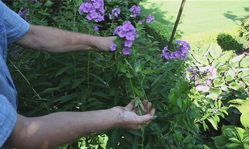 Phlox - Unkraut entfernen