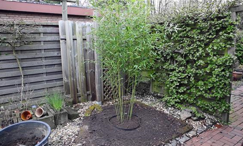 Bambus - Einpflanzen im Garten