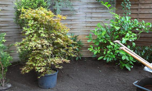 Fächer-Ahorn - Einpflanzen im Garten