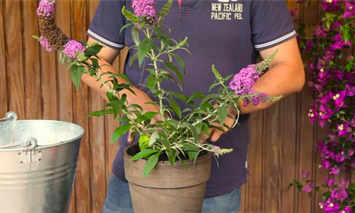 Sommerflieder - Einpflanzen in ein Gefäß