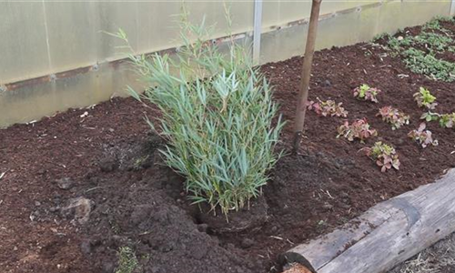 Fargesia - Einpflanzen im Garten