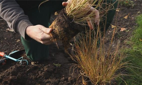 Gräser - Einpflanzen im Garten
