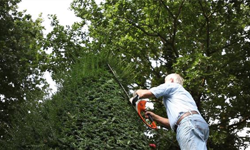 Eibe - Zurückschneiden mit der Heckenschere