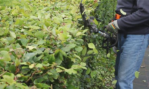 Hecken - Zurückschneiden