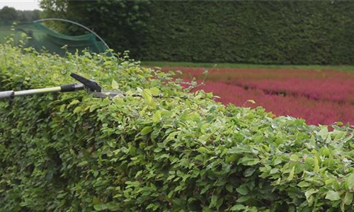 Rotbuche - Heckenförmig Zurückschneiden