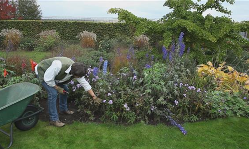 Rittersporn - Zurückschneiden nach der Blüte