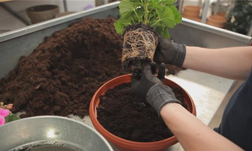 Geranien - Einpflanzen in ein Gefäß