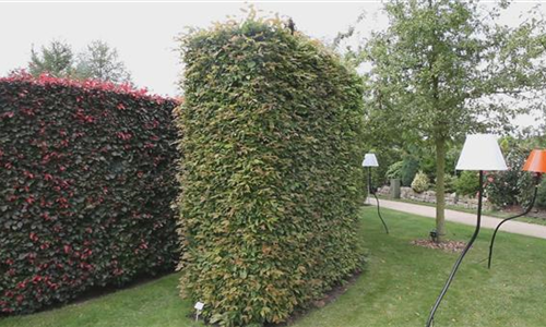 Pflanzbeispiel - Heckenrondell