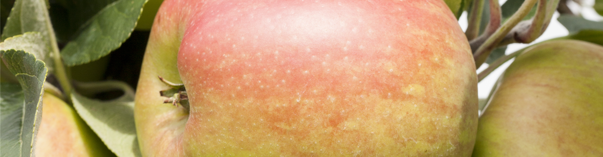 Gartenfreude zu verschenken!