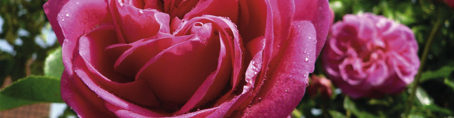 Gartenfreude zu verschenken!