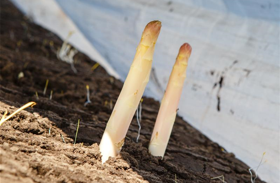 Spargel: ein Gemüse, das Spaß macht