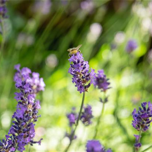 Gartenkalender Juli 2026