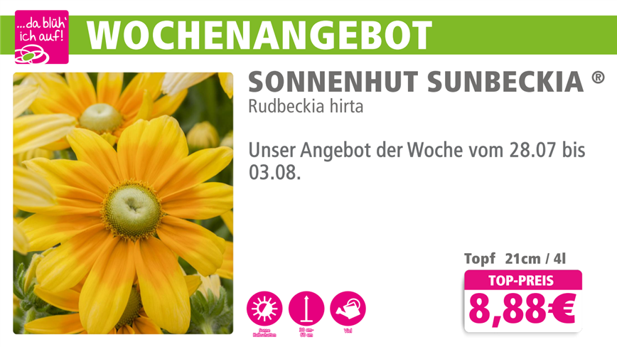 Sunbeckia online.png