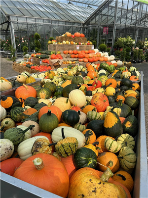 Herbst Late Night Shopping