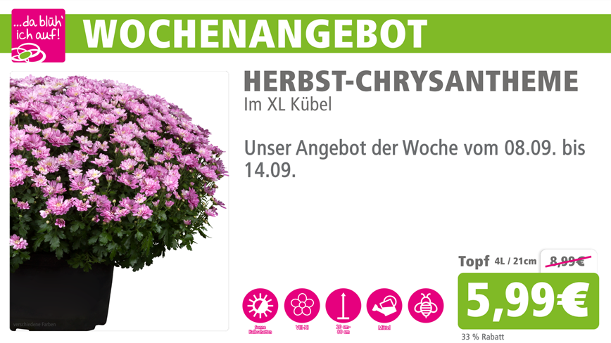 Chrysanthmen Kübel online.png