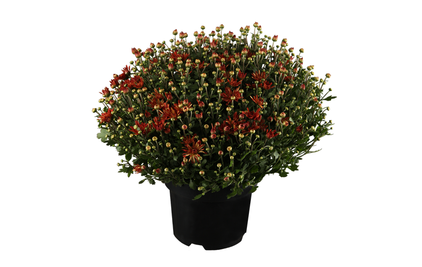 Chrysanthemum